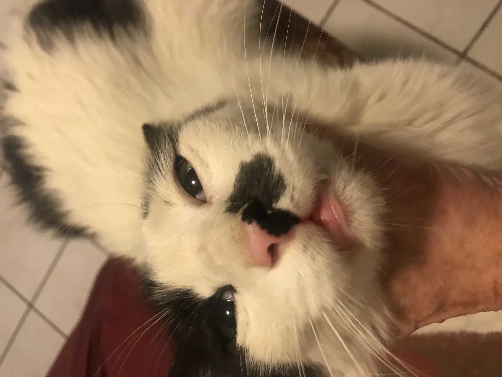 Lost cat in Tucson, AZ, 85711