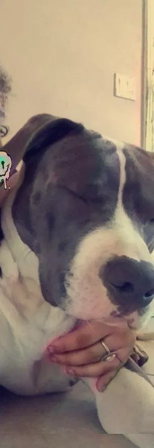 Lost dog in Bloomington, CA, 92316