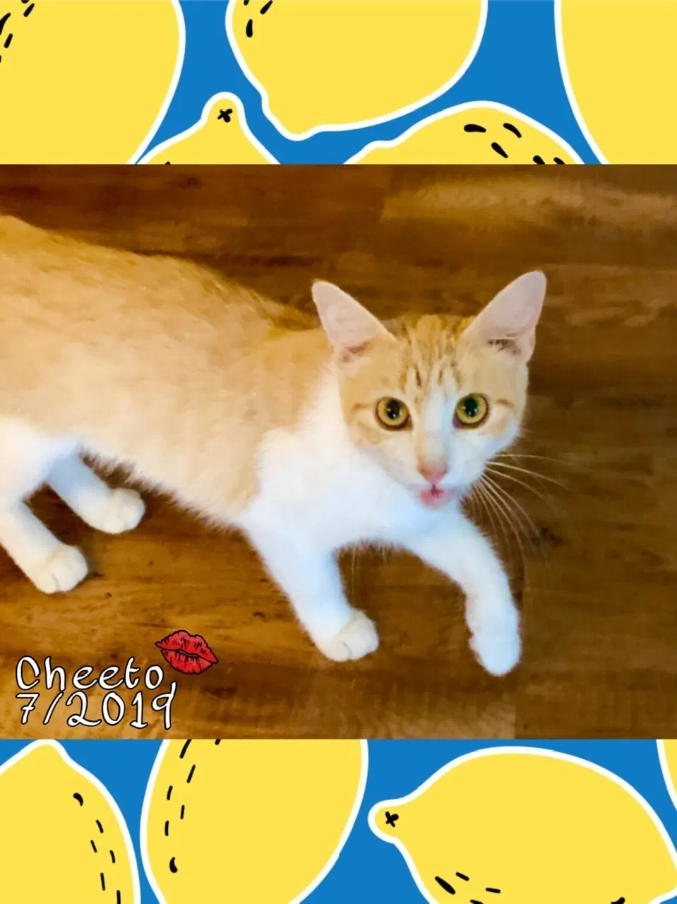 Lost cat in New Braunfels, TX, 78132