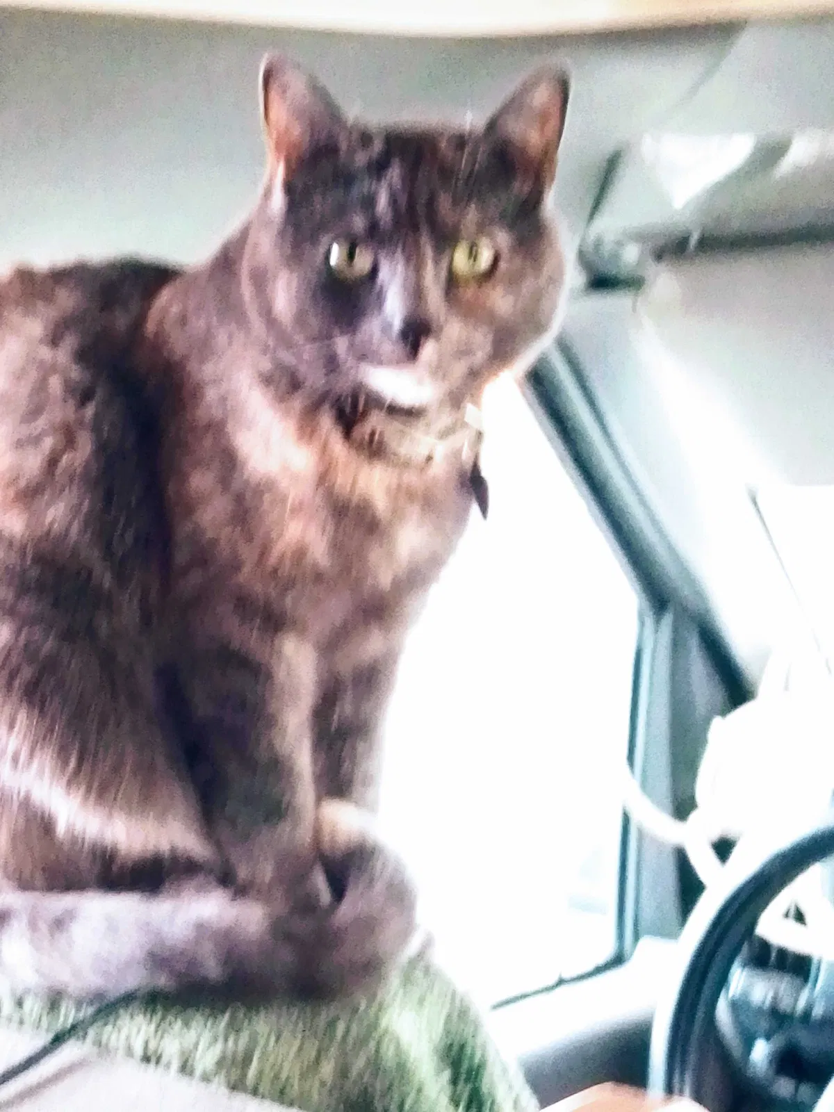 Lost cat in Grand Ronde, OR, 97347