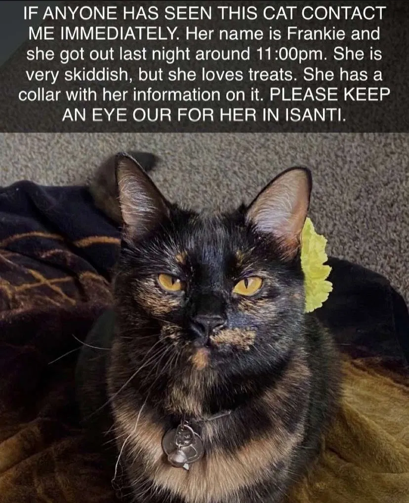 Lost cat in Isanti, MN, 55040