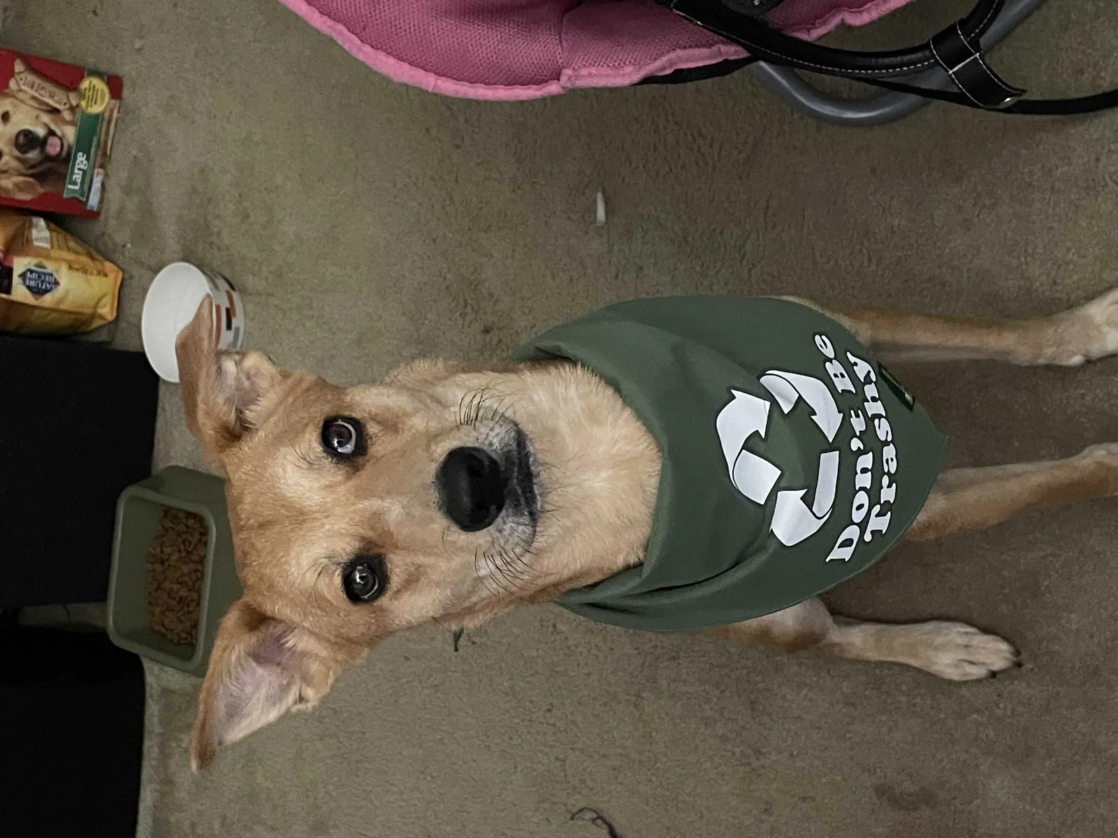 Lost dog in Missouri City, TX, 77459