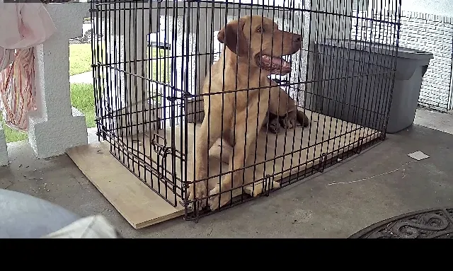 Lost dog in Marrero, LA, 70072