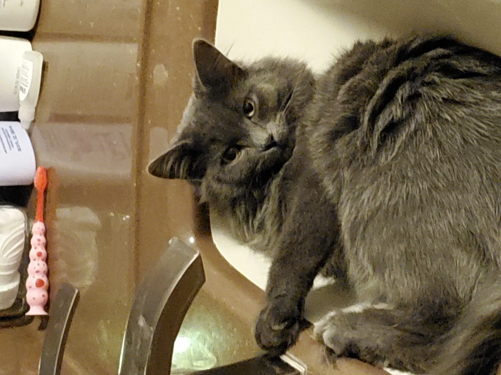 Lost cat in Grant, MI, 49327