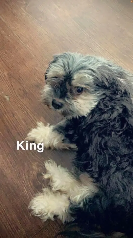Lost dog in West Palm Beach, FL, 33401