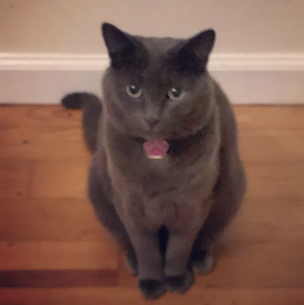 Lost cat in Center Moriches, NY, 11934