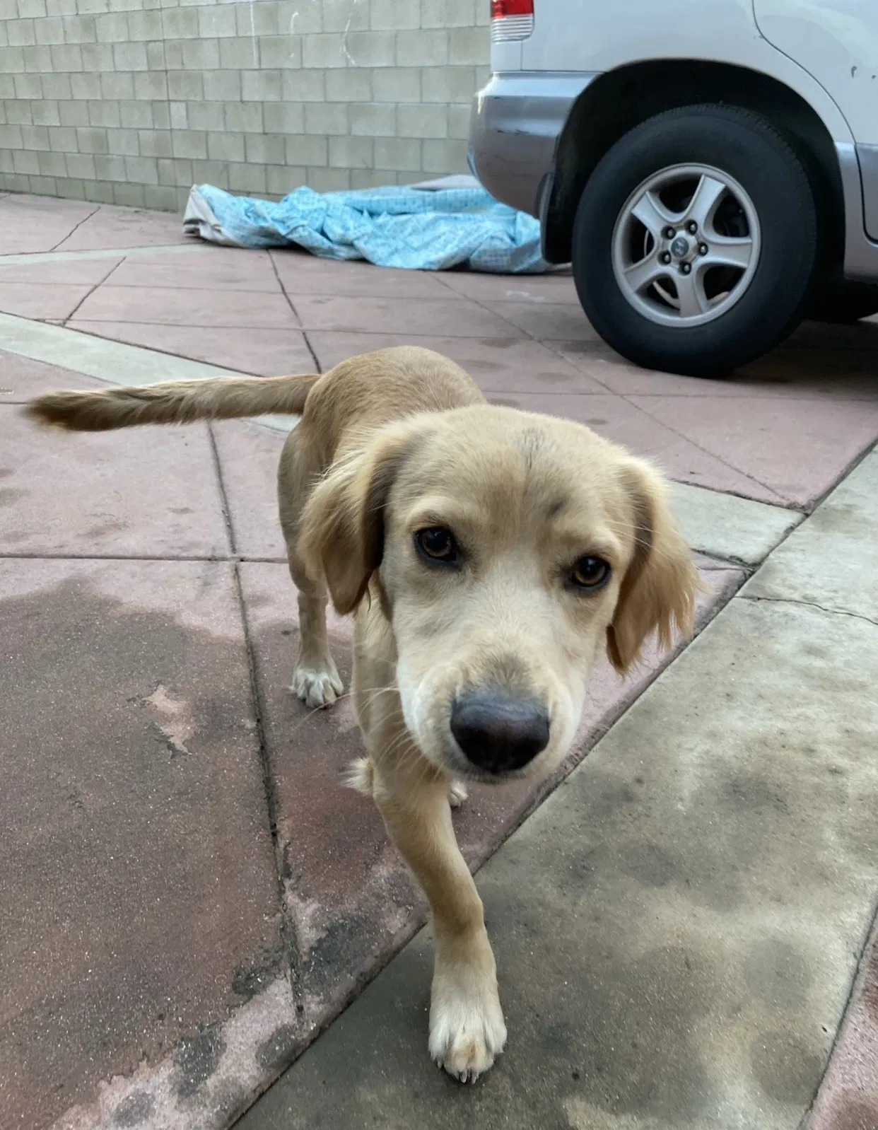 Lost dog in West Covina, CA, 91790
