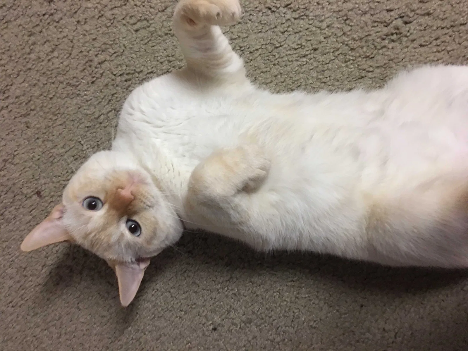 Lost cat in Vancouver, WA, 98661