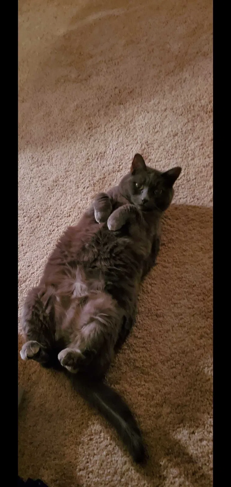 Lost cat in Charlestown, NH, 3603