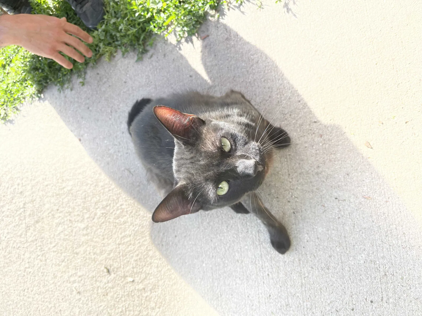 Found cat in Fort Lupton, CO, 80621