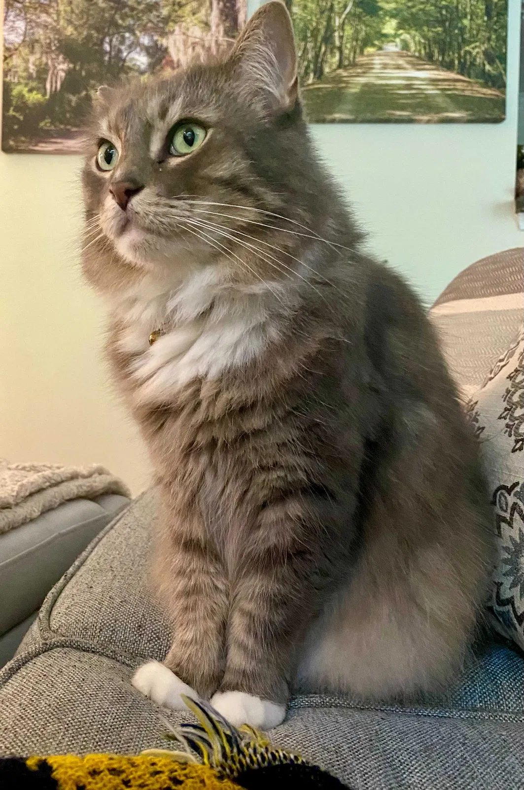 Lost cat in Charleston, SC, 29407