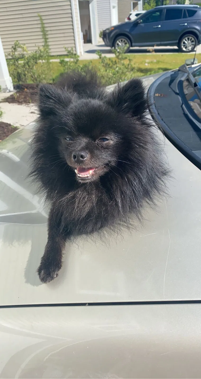 Lost dog in Trumbull, CT, 6611