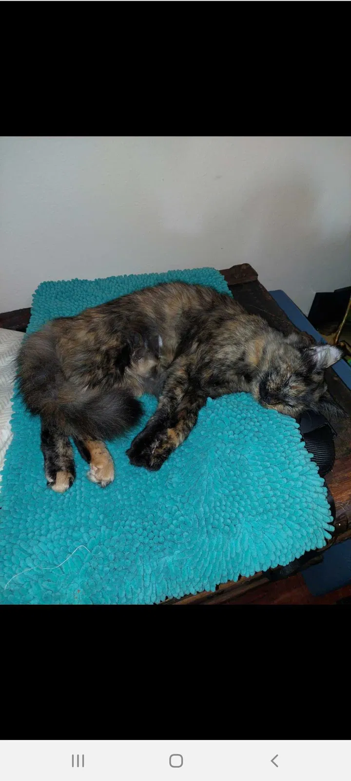 Lost cat in Los Angeles, CA, 90064