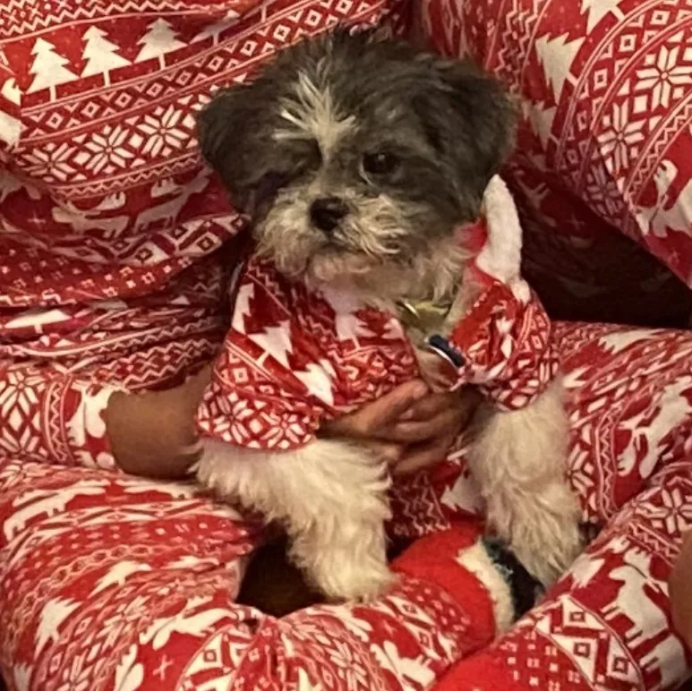 Lost dog in Brooklyn, NY, 11236