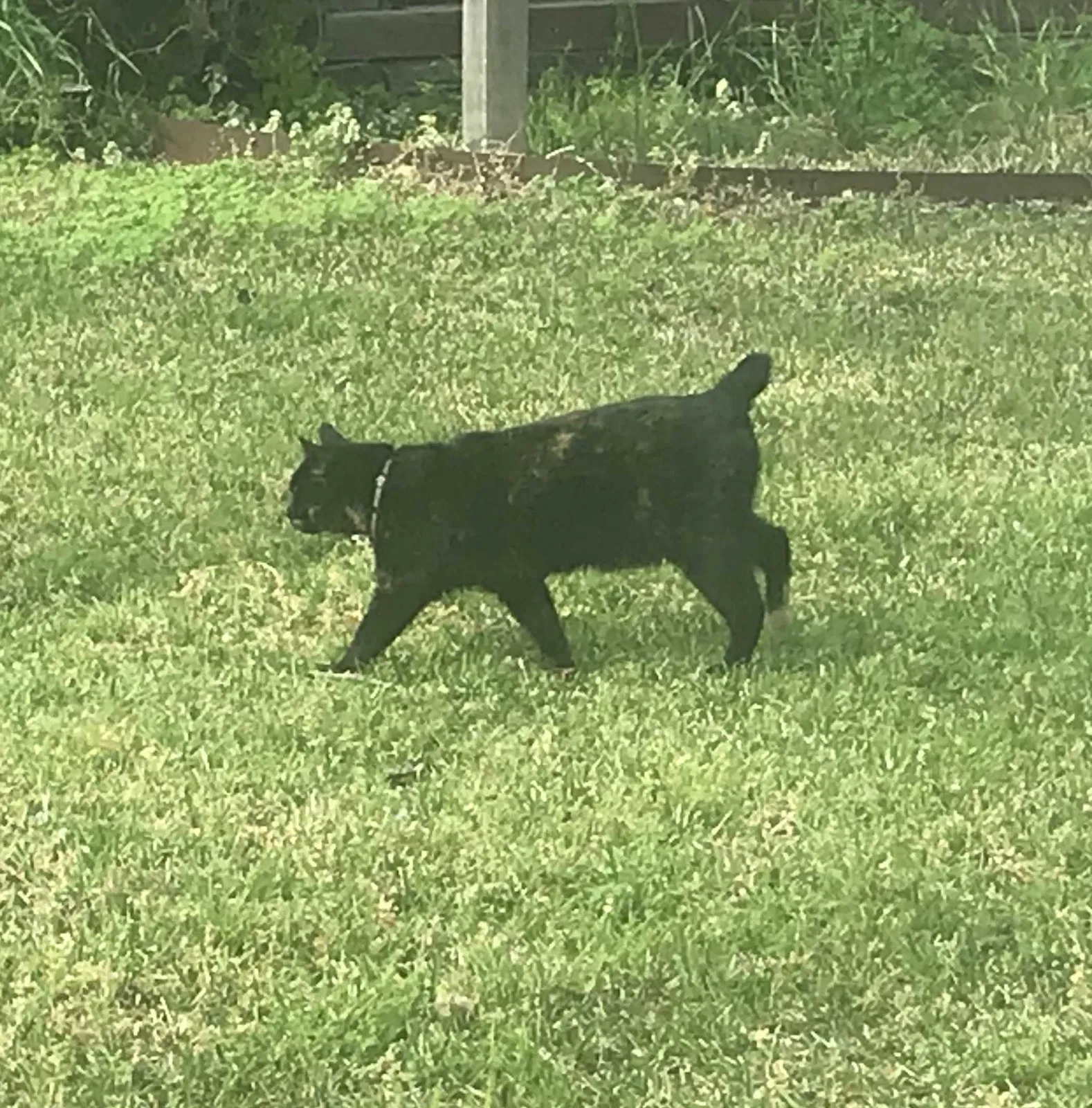 Lost cat in Greenville, TX, 75401