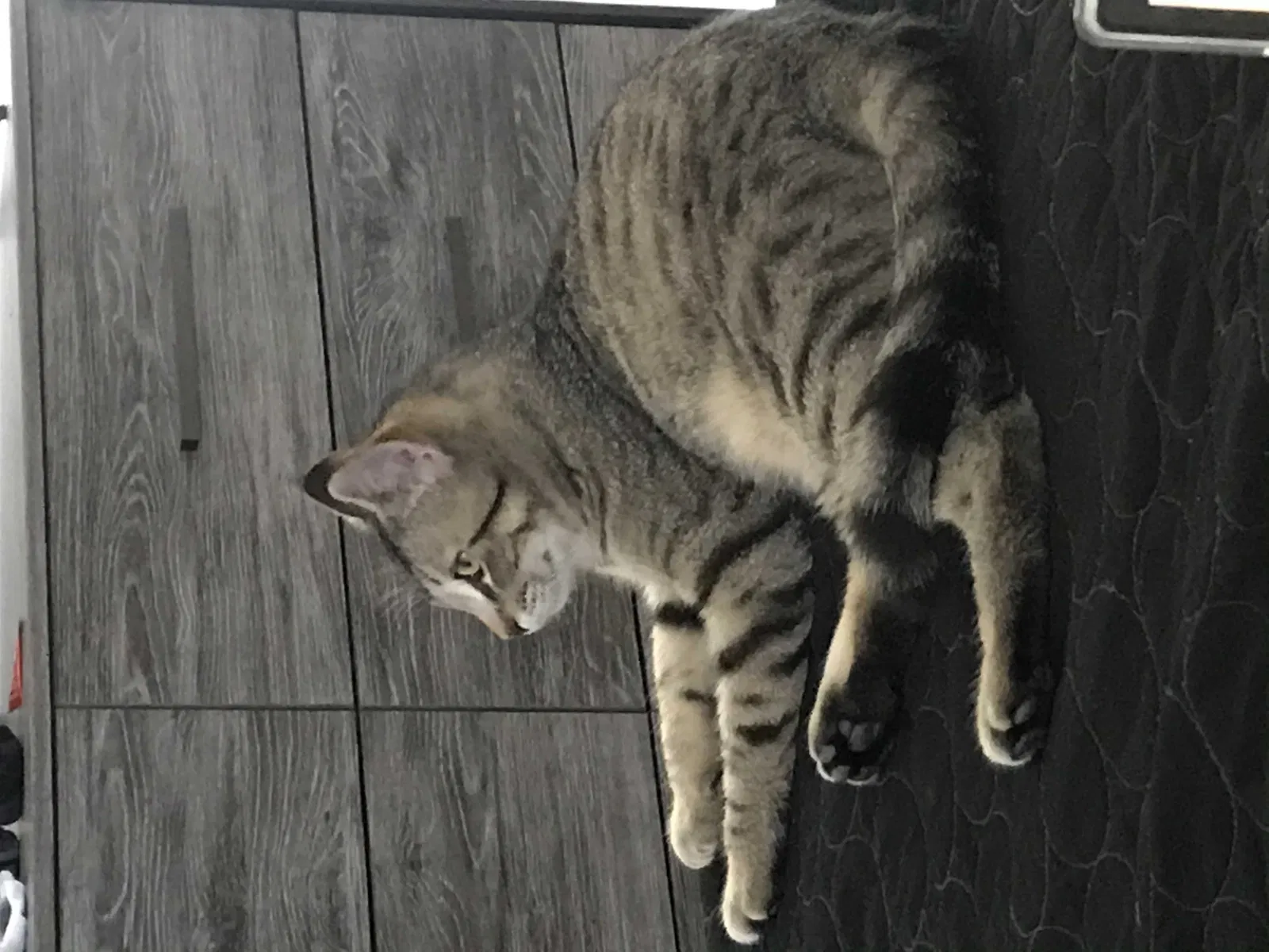 Lost cat in Urbandale, IA, 50323