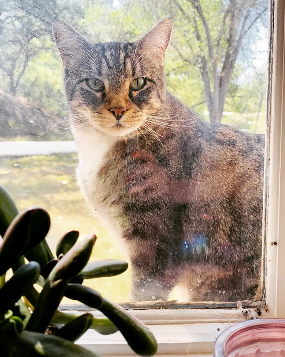 Lost cat in Buckeye, AZ, 85396