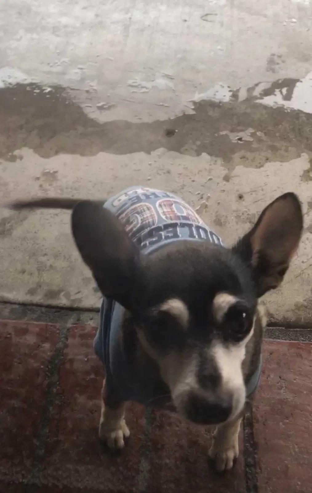 Lost dog in Sylmar, CA, 91342