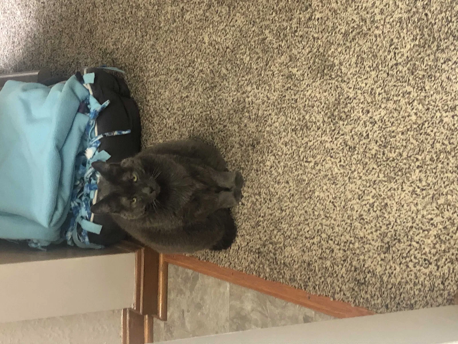 Lost cat in Cleveland, OH, 44129