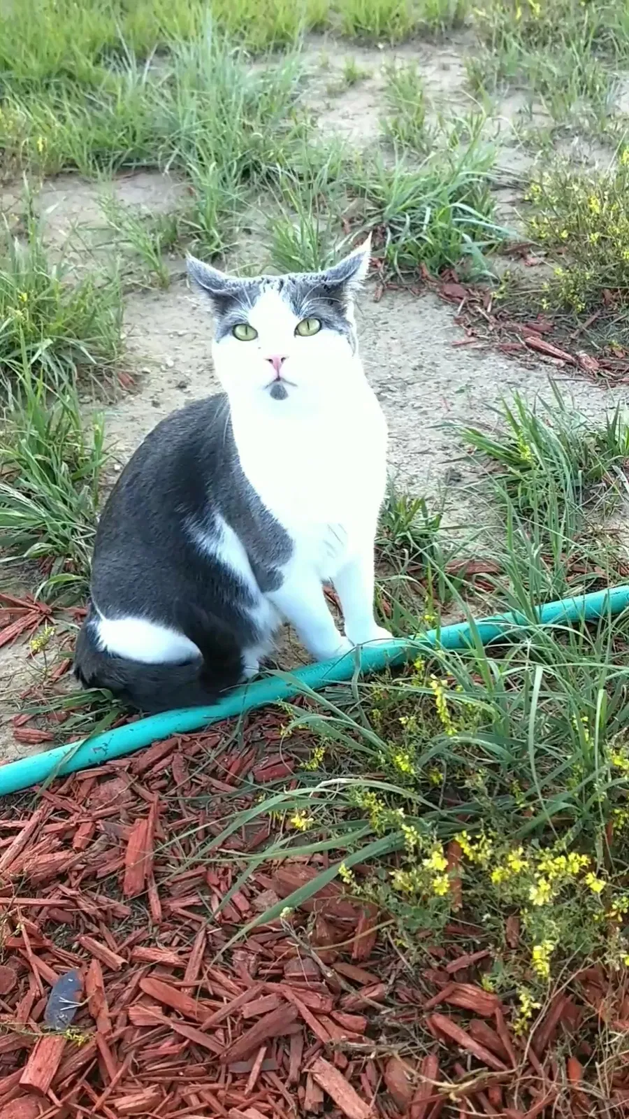 Lost cat in Keenesburg, CO, 80643