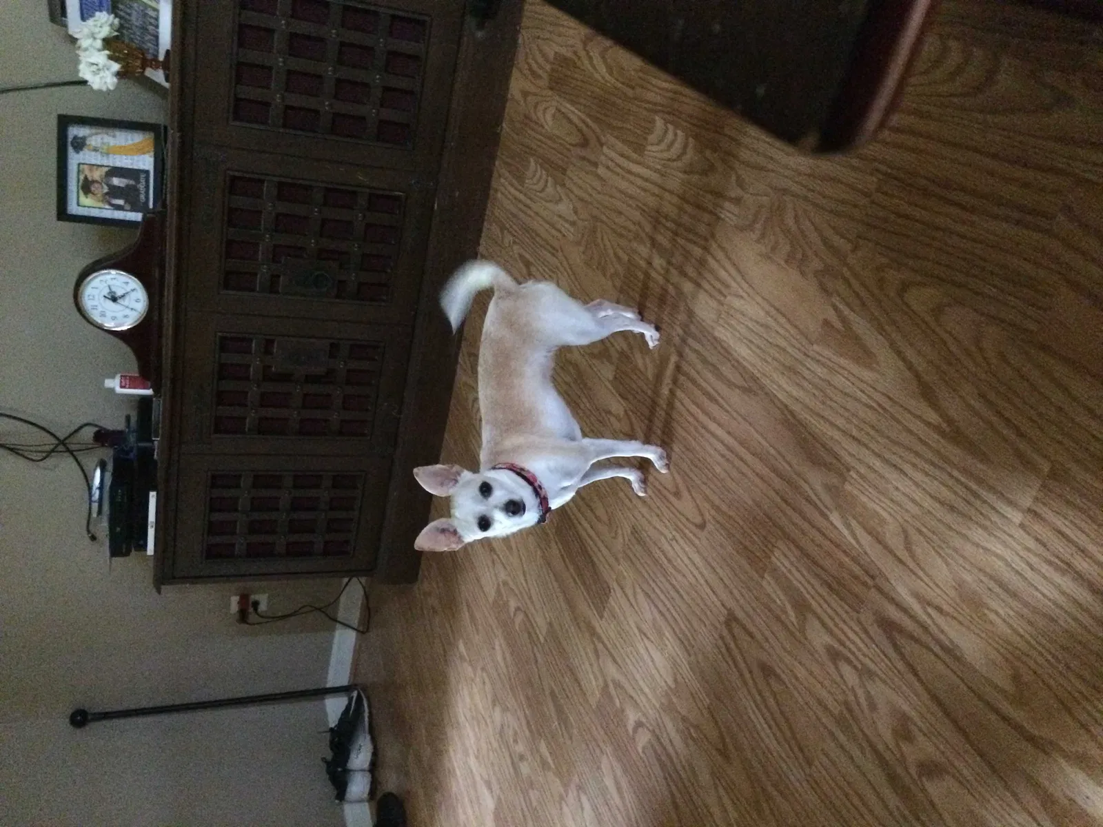 Lost dog in Lenoir, NC, 28645