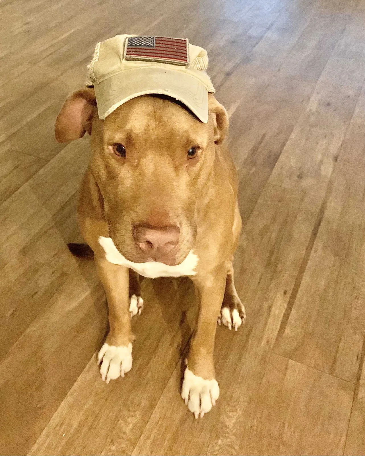 Lost dog in Douglasville, GA, 30135