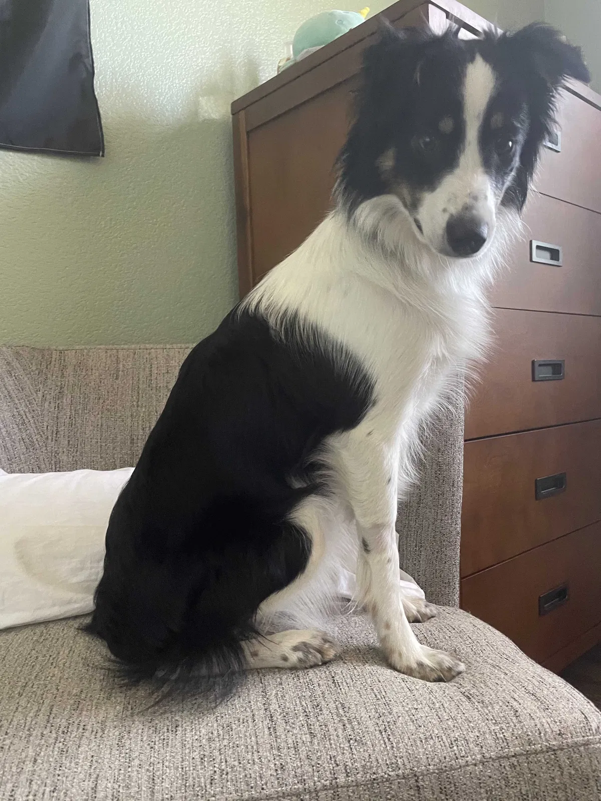 Lost dog in Davis, CA, 95618