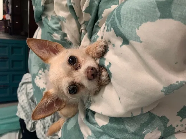 Lost dog in Clovis, CA, 93612