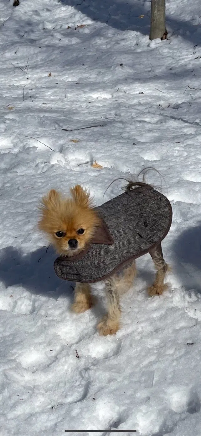 Lost dog in Baltimore, MD, 21215