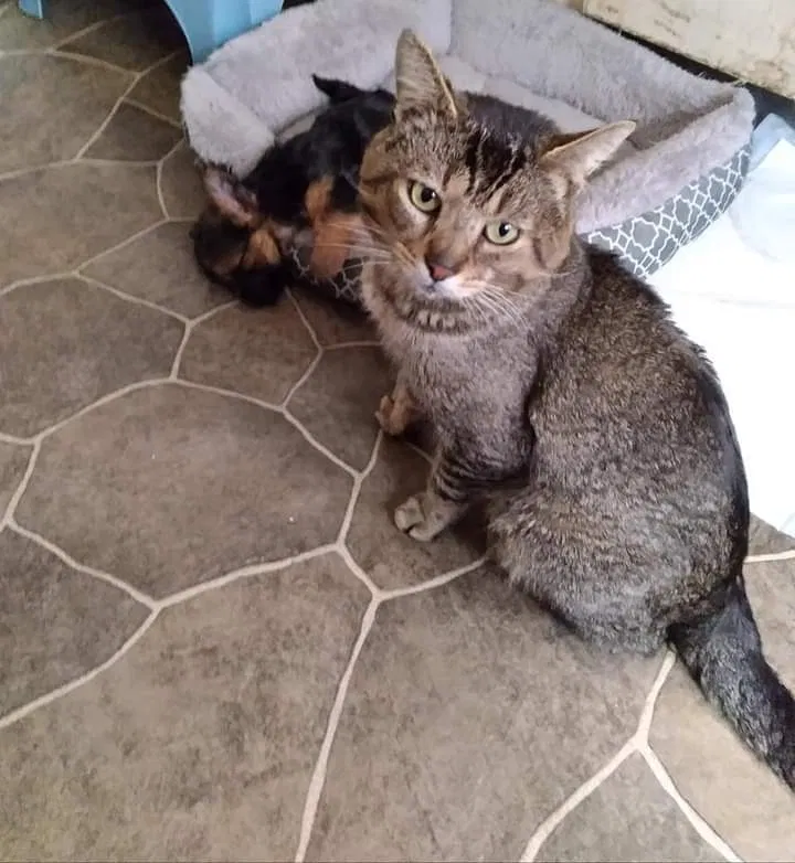 Lost cat in Cleveland, OH, 44111