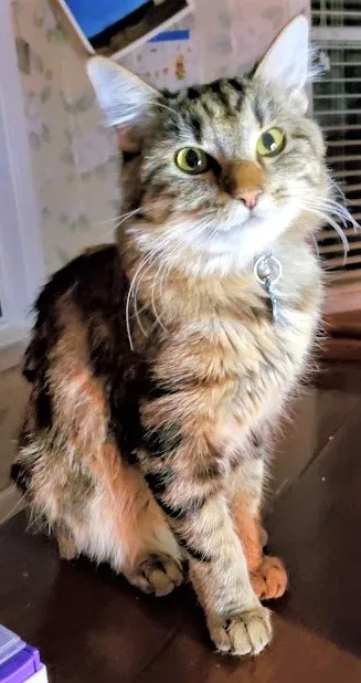 Lost cat in Valley Center, CA, 92082