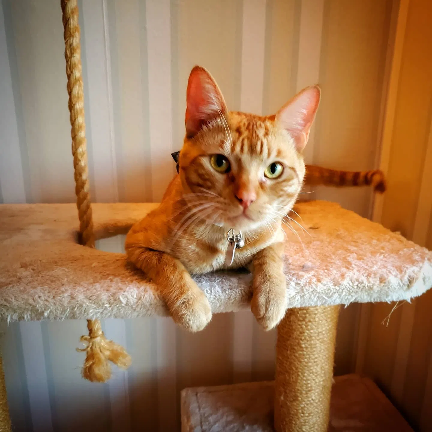 Lost cat in Valley Center, CA, 92082