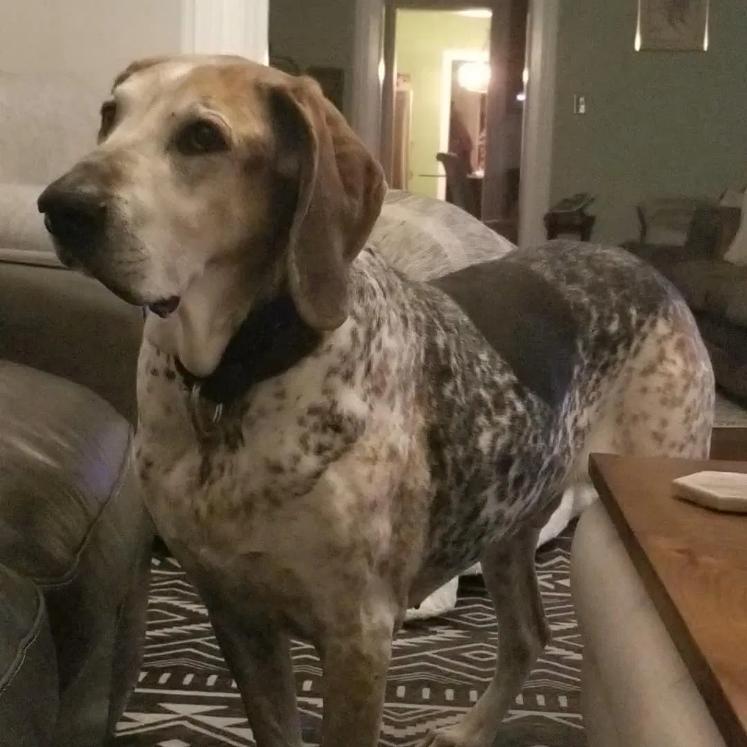 Lost dog in Orchard Park, NY, 14127