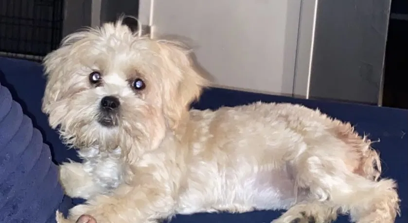 Lost dog in Lubbock, TX, 79403