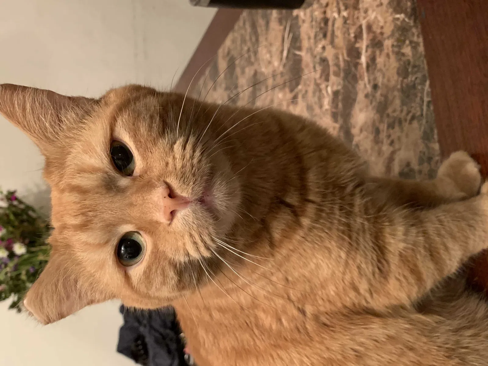Lost cat in York, PA, 17406