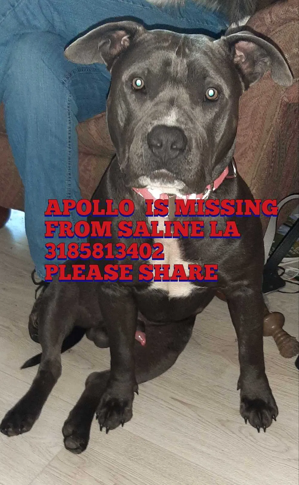 Lost dog in Saline, LA, 71070