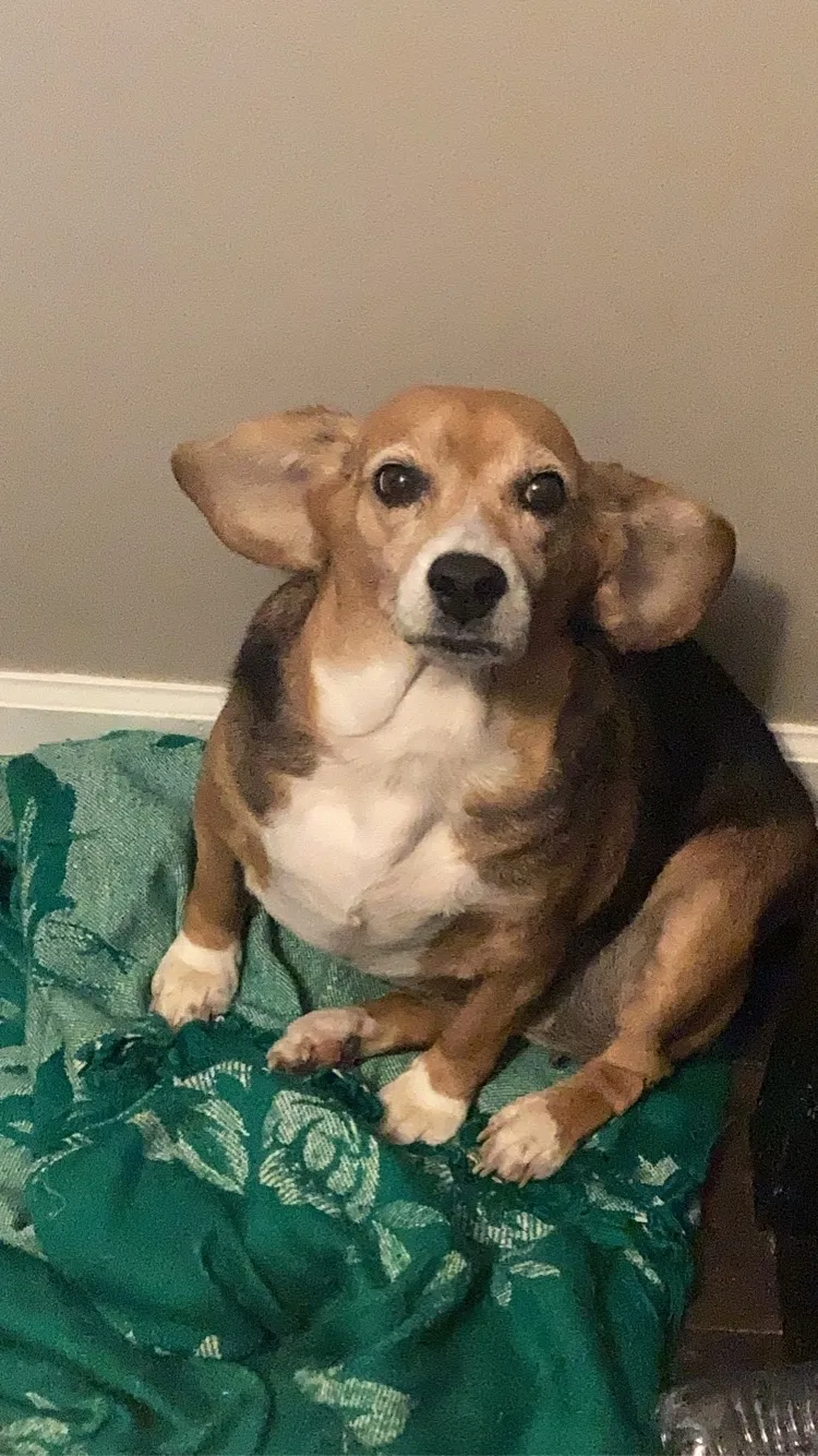 Lost dog in Palmetto, GA, 30268