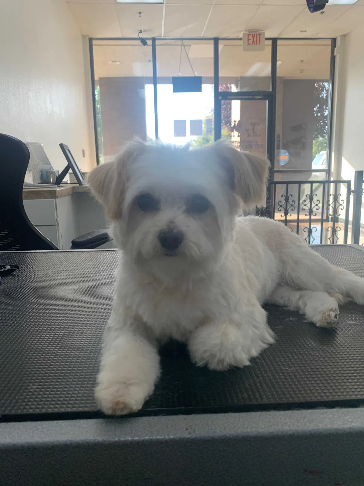 Lost dog in Modesto, CA, 95355