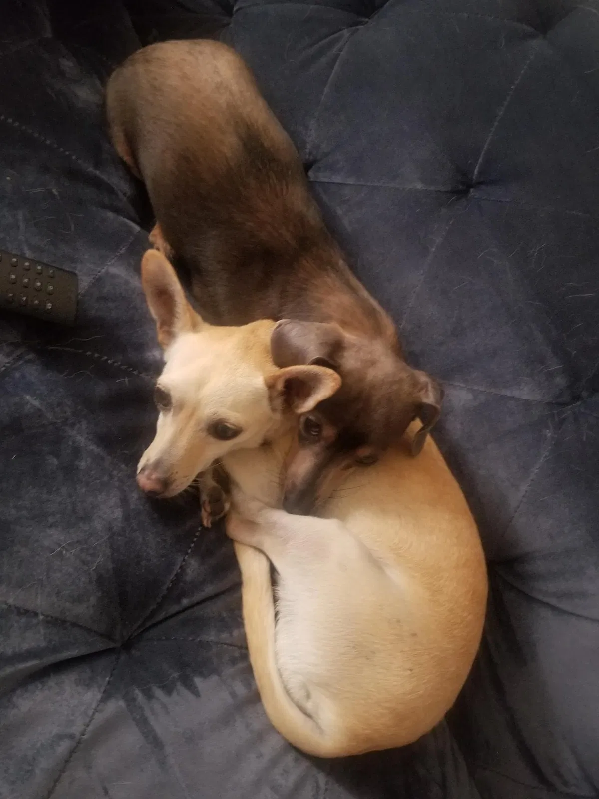 Lost dog in Las Vegas, NV, 89108