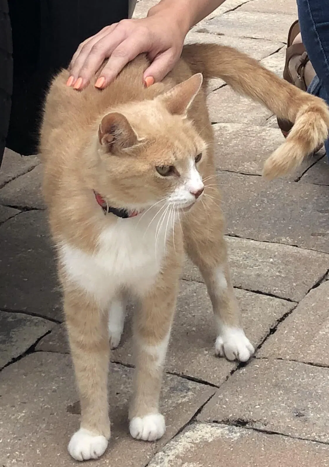 Lost cat in Indialantic, FL, 32903