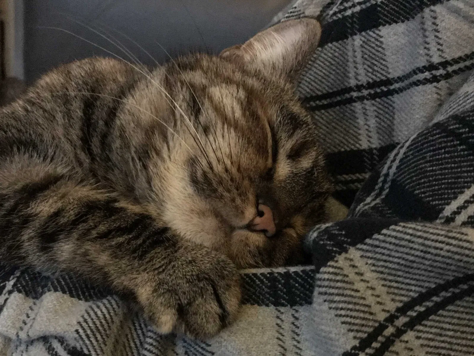 Lost cat in Delaware, OH, 43015