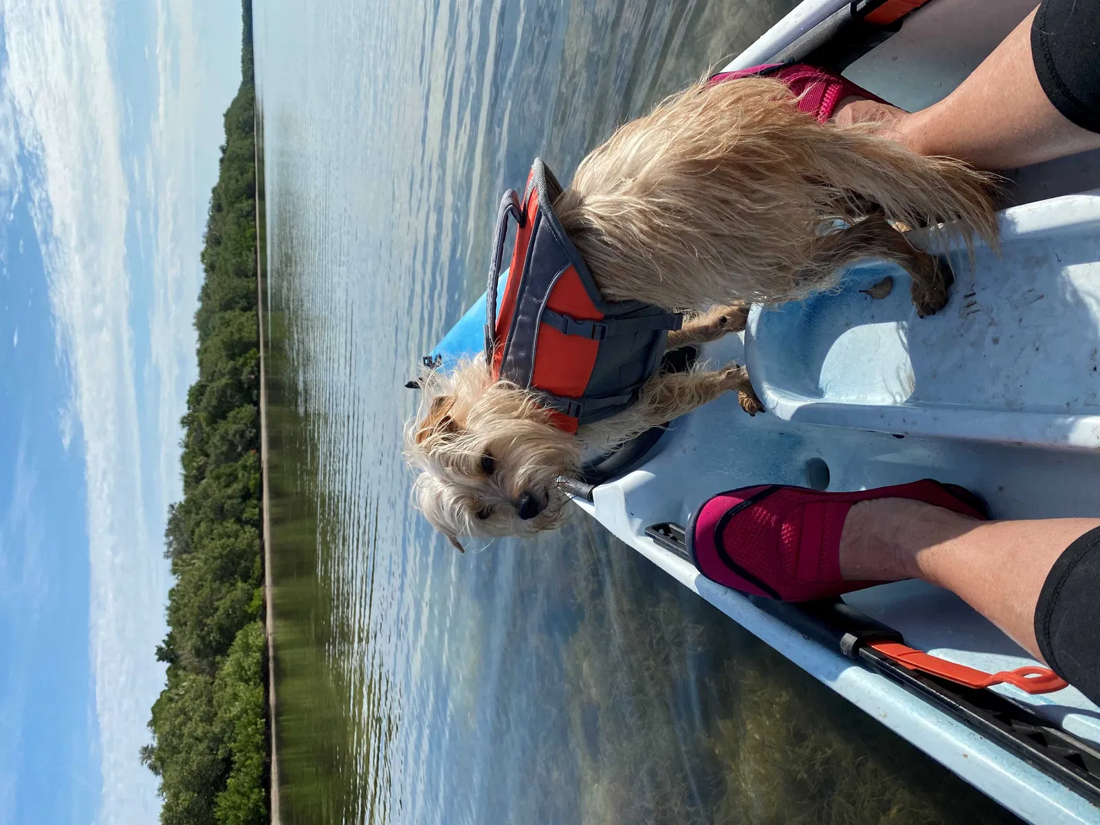 Lost dog in Mukwonago, WI, 53149