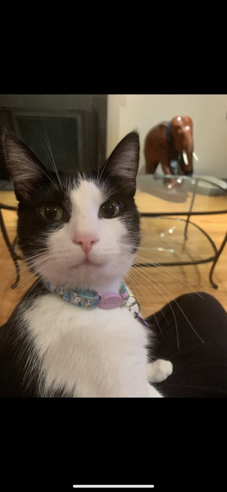 Lost cat in Fairfax, CA, 94930