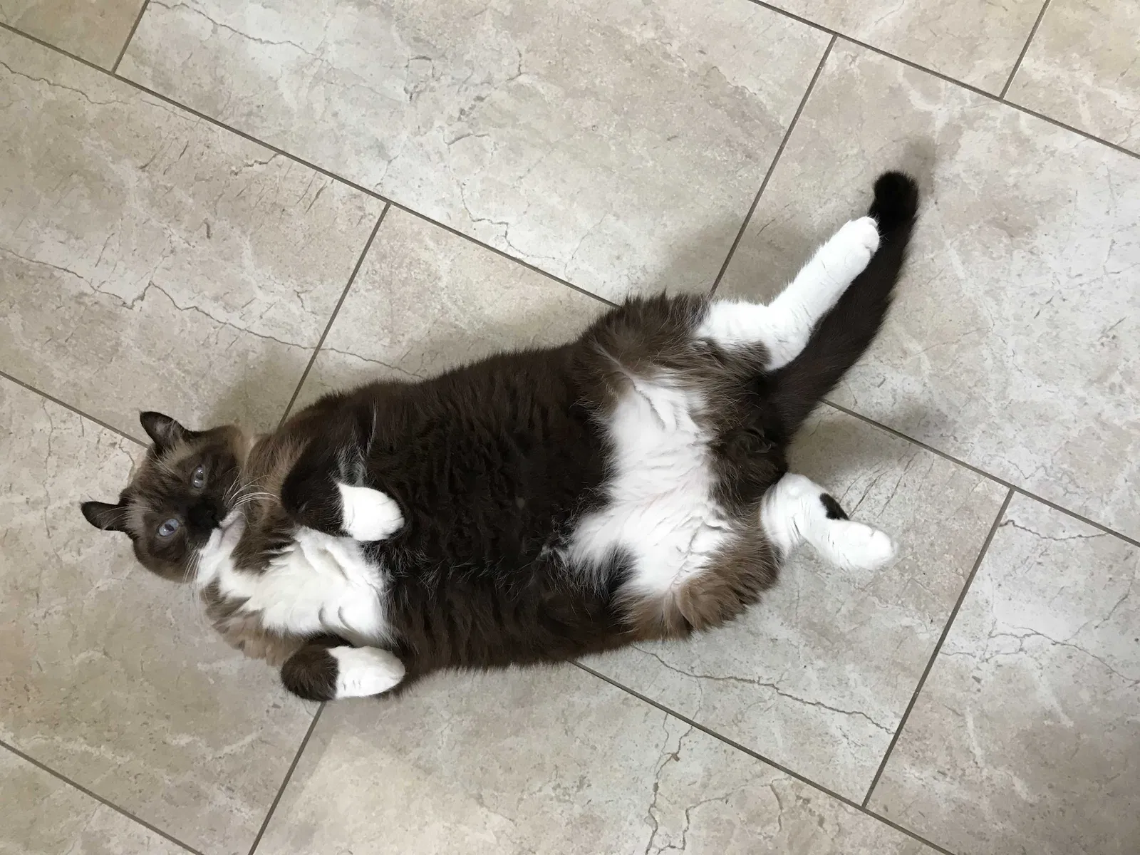 Lost cat in Laguna Niguel, CA, 92677