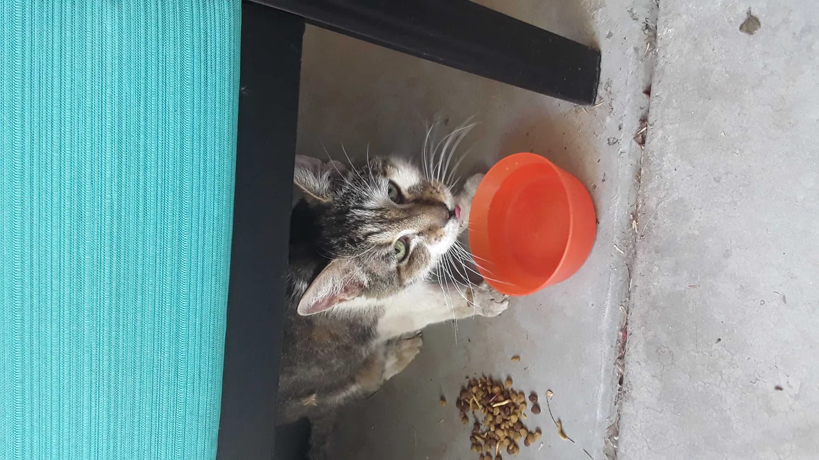 Found cat in Scottsdale, AZ, 85260