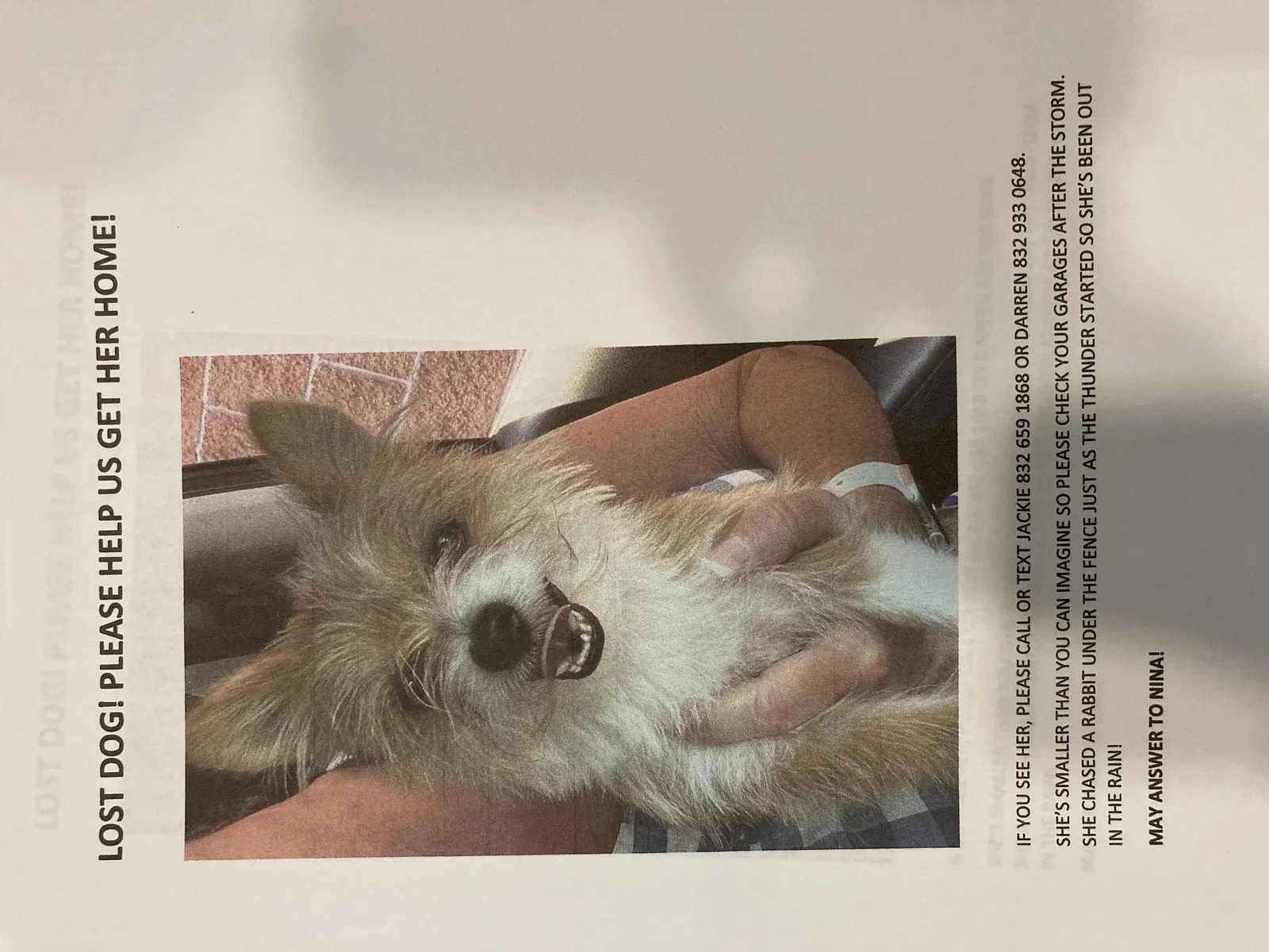 Lost dog in Cypress, TX, 77433