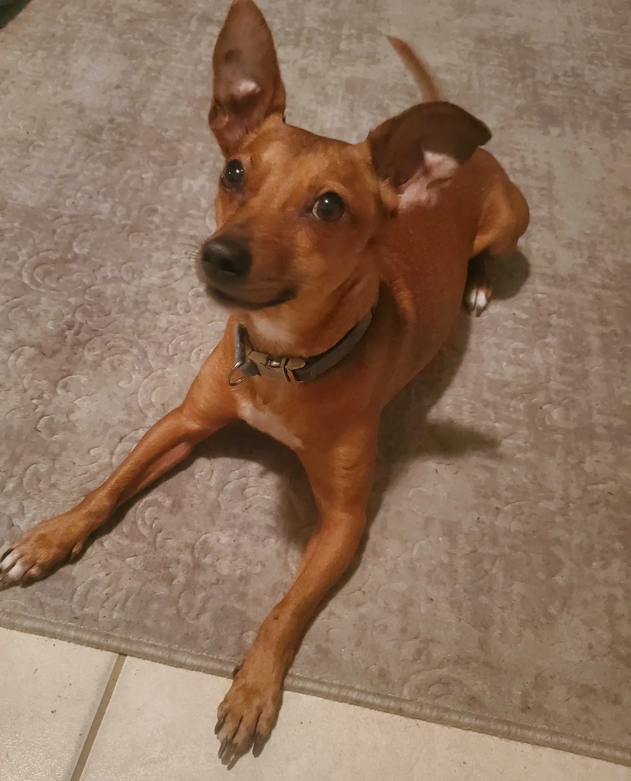 Lost dog in Tampa, FL, 33605