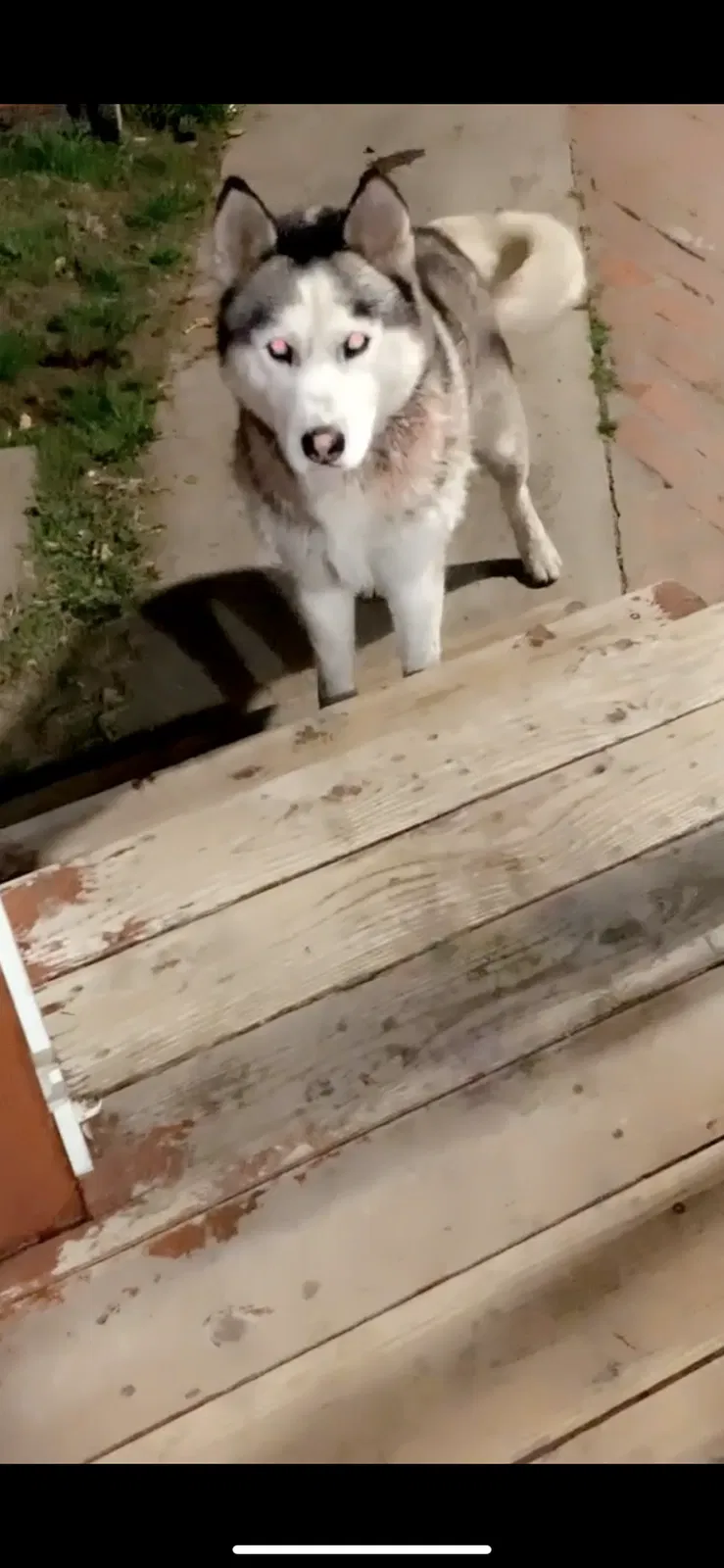 Lost dog in Lynwood, CA, 90262