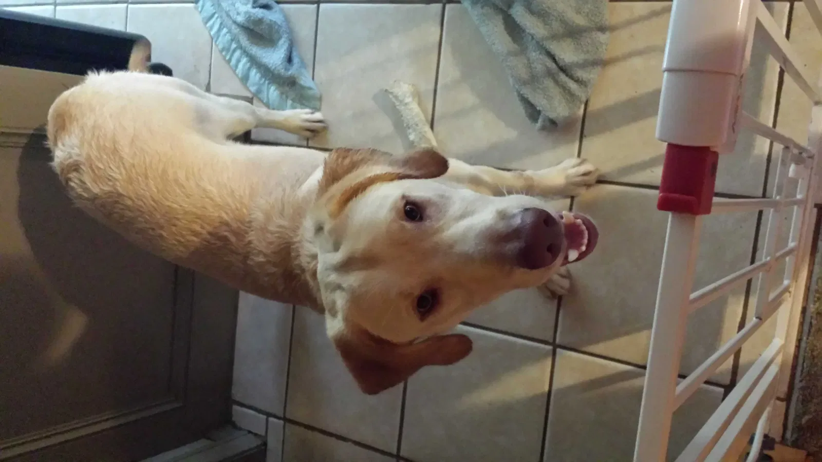 Lost dog in Beaumont, TX, 77701