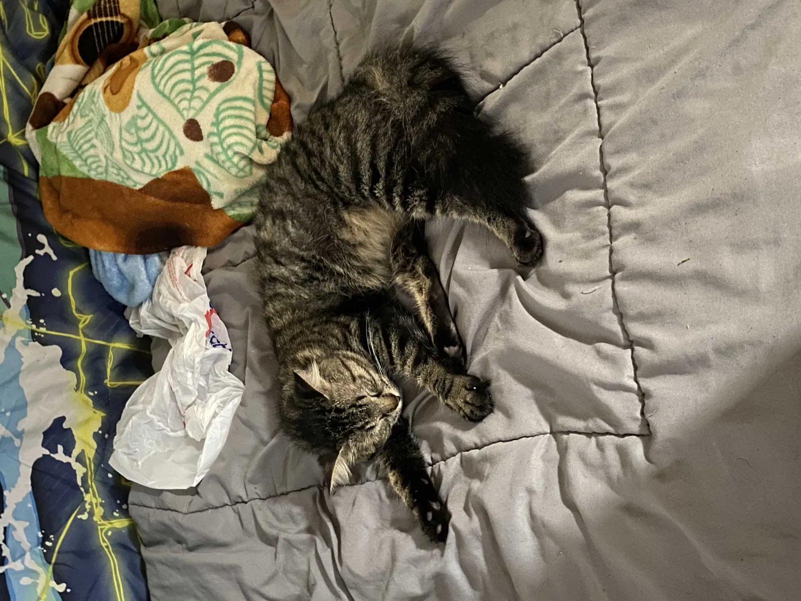 Lost cat in San Antonio, TX, 78201